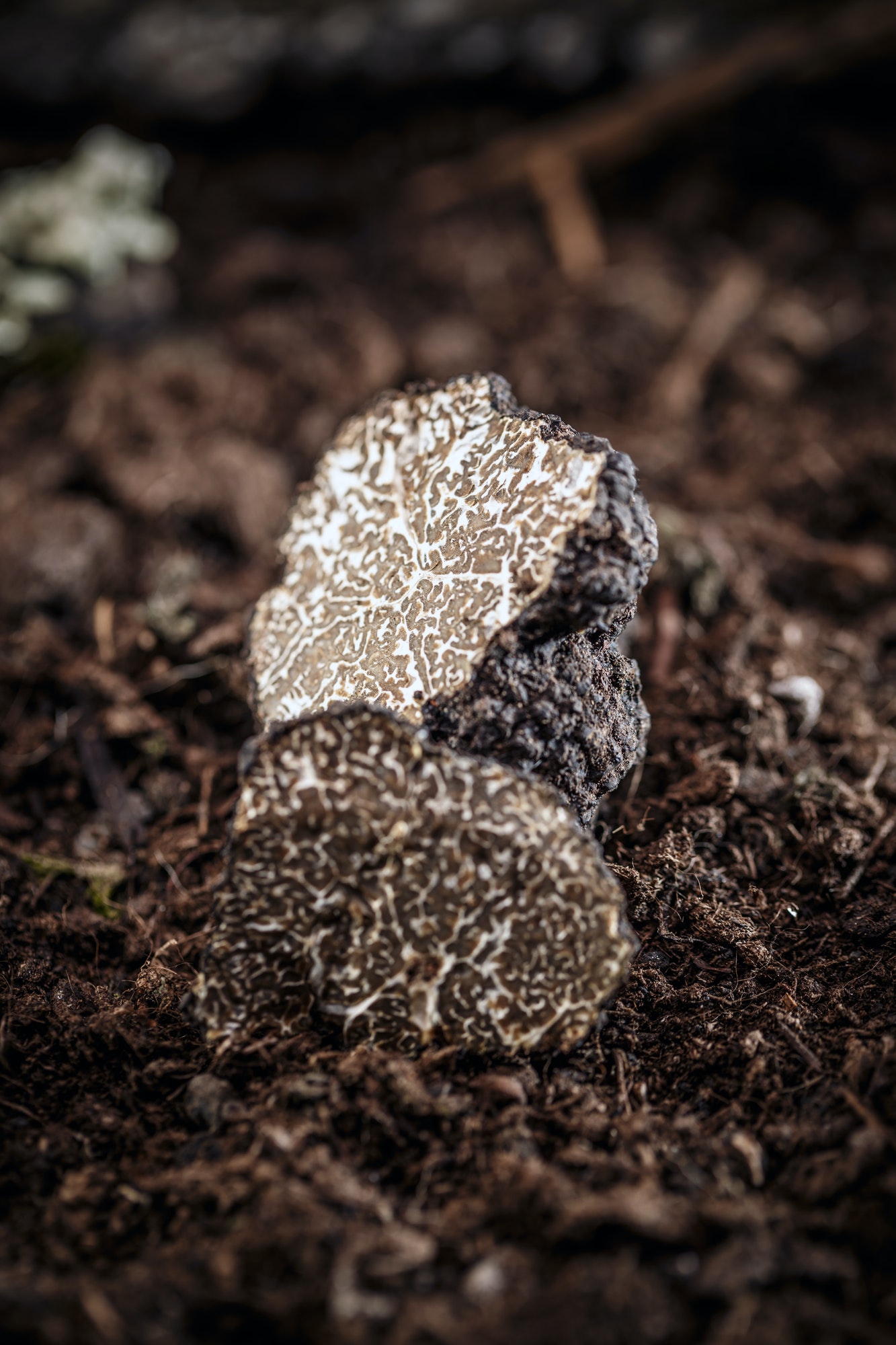 Black truffles