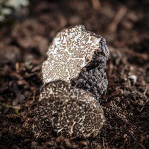 Black truffles