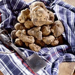 Pile of white Italian truffles on a cloth