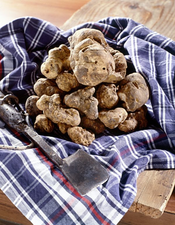 Pile of white Italian truffles on a cloth