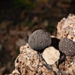 Black truffles